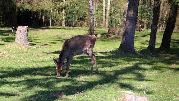 一只梅花鹿在树荫下走过一片空地野生动物