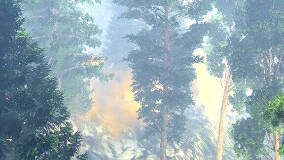 森林火灾鸟瞰图