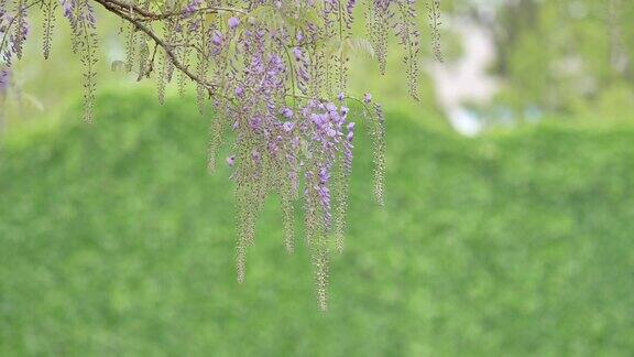 紫藤(wisteriasinensis)是紫藤属的木质、落叶、多年生攀缘藤本植物