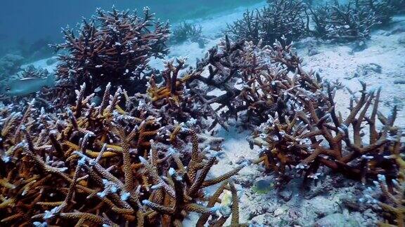 水下珊瑚苗圃培育新鹿角珊瑚海洋保育计划