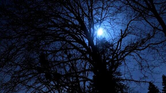 幽灵月亮树时间流逝