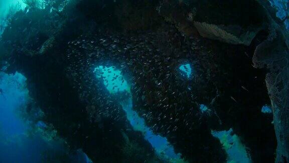 一群玻璃鱼在海扇后面游泳海难(4K)