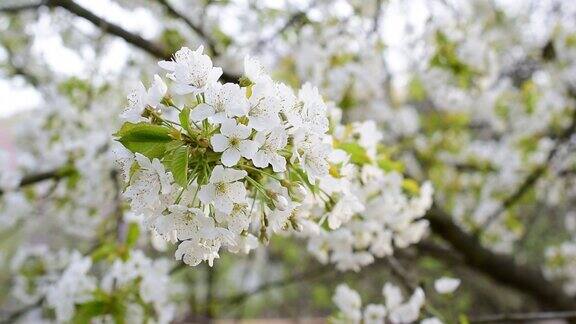 盛开的白色樱桃树花的特写