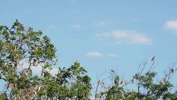 许多鹳鸟或苍鹭住在树梢上
