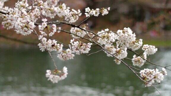 日本东京井岛公园一艘船后的樱花