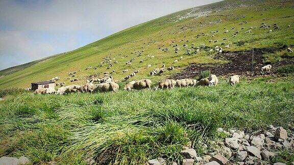 一群羊在田野上吃草和走动