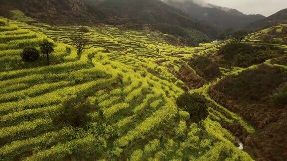 中国黄陵油菜籽梯田鸟瞰图