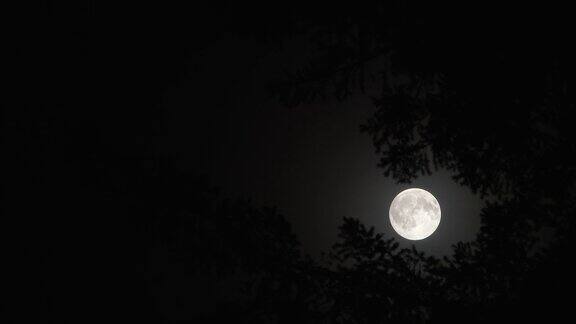 夜晚满月透过树林