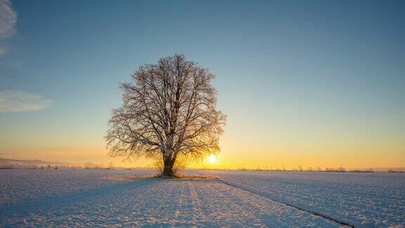 普雷克穆里耶斯洛文尼亚宁静的田园诗般的单株树上的日出