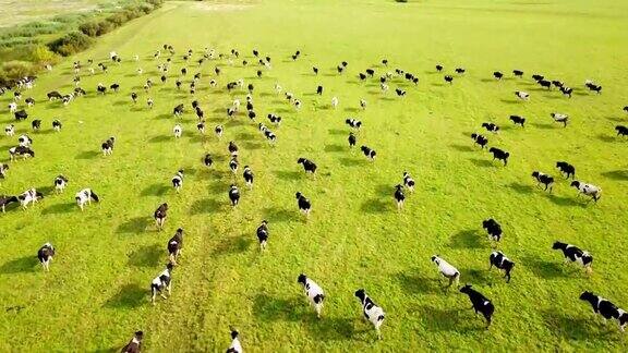绿色草地上牛群