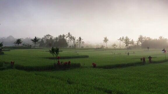 雾蒙蒙的日出在稻田在印度尼西亚巴厘岛