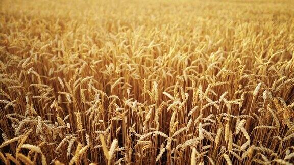 麦田里成熟的麦穗随风摇曳收获自然农业收获理念