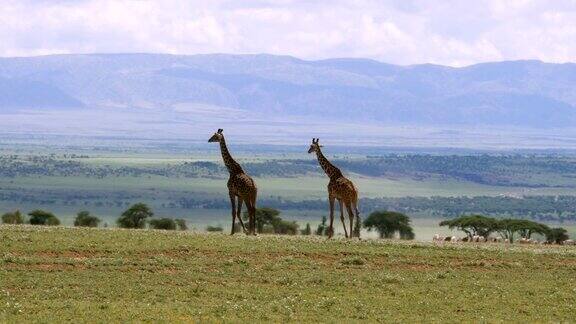 在坦桑尼亚的塞伦盖蒂国家公园一对大长颈鹿正在穿越大草原