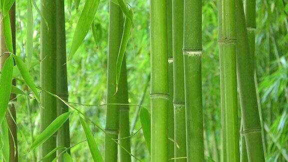 竹子的背景