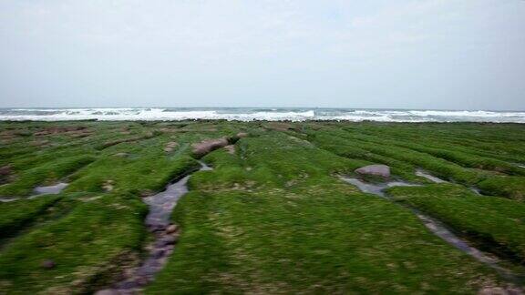 新北市4K老美绿礁盛开的毯子花海岸