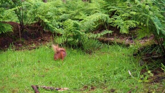 红松鼠生活在自然的林地环境中