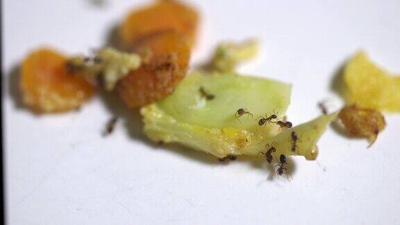 蚂蚁在白色的盘子上吃食物