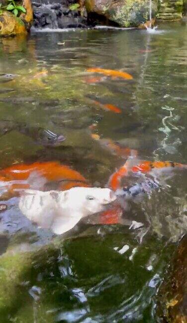 日本鲤鱼在一个大的私人池塘里游泳