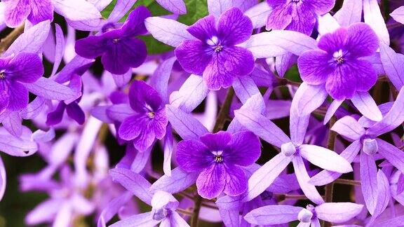 美丽的紫罗兰花在风中摇曳