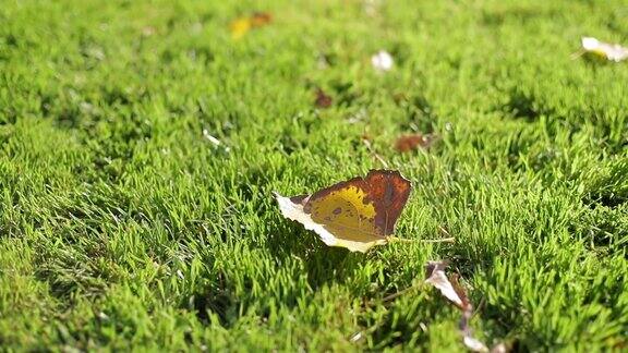 秋天的落叶躺在绿色的草地上