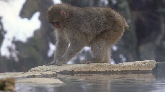 自然温泉上红脸雪猴日本猕猴的慢镜头