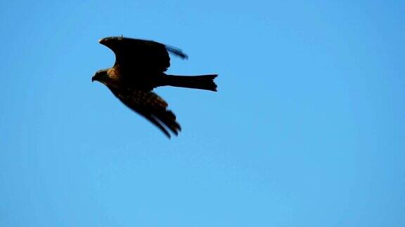 慢镜头:一只鹰飞过天空鸟逆风而飞