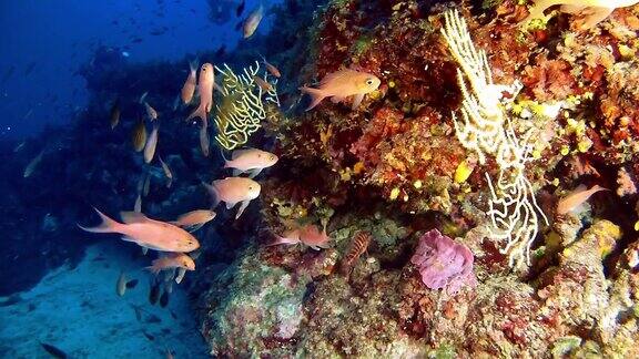 水肺潜水鱼和柳珊瑚47米深