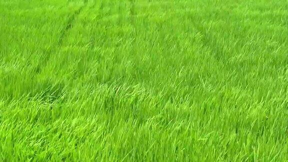 稻谷绿草地随风摇曳在绿野风光中荡漾