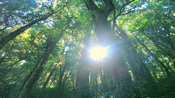 阳光穿过树
