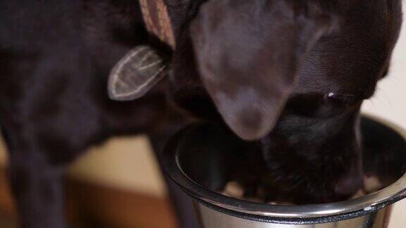 一只棕色的拉布拉多犬在吃碗里的食物