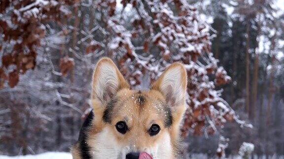 冬日森林里散步的威尔士柯基犬