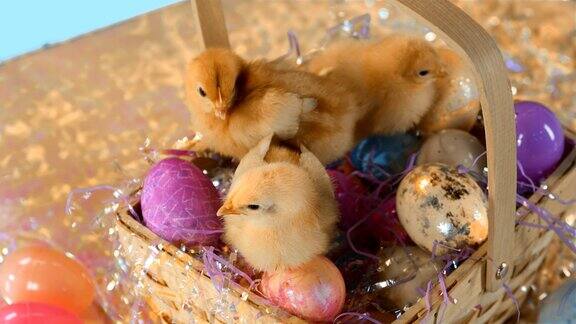 可爱的小鸡坐在装满鸡蛋的复活节篮子里中景镜头