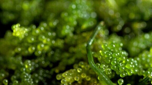 海葡萄(绿鱼子酱)海藻