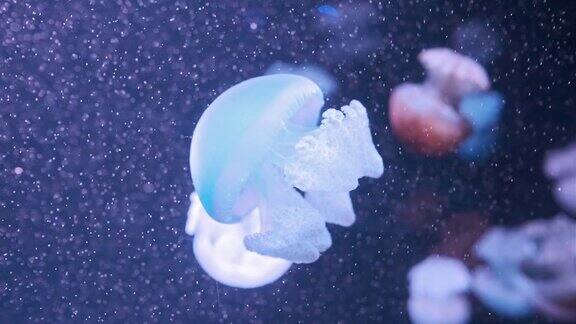 Lychnorhizalucerna大理石水母在深蓝色背景的水中移动水母水母在水中水母水下镜头与发光的水母在水中移动