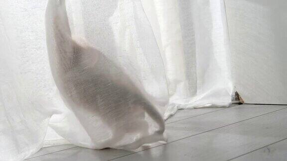 两只好奇的小猫小猫玩着白色的窗帘挂着跳着藏在家里