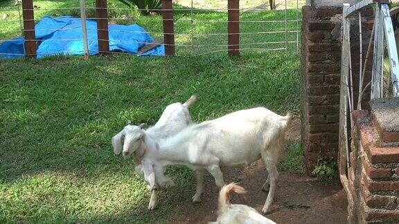 白色和棕色的山羊在农场里玩耍等待喂食