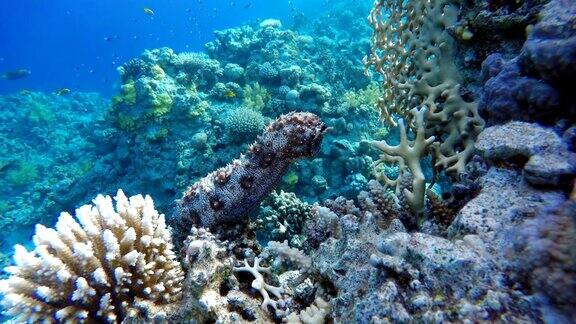 海参海参潜水热带鱼和珊瑚礁海洋中的水下生物