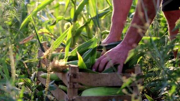 在有机生态农场的玉米地上农民将玉米芯装在木箱里