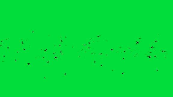 鸟迁徙绿屏动画