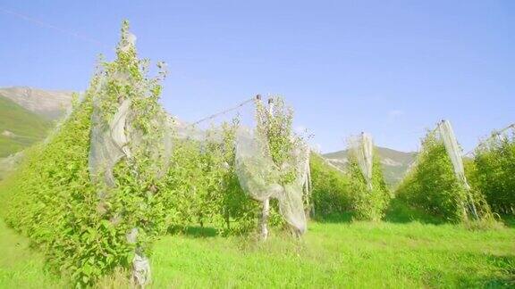 一排排的小苹果树沿着网眼下的通道生长