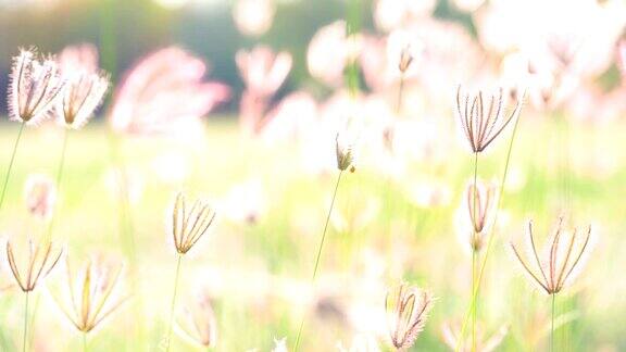 慢镜头草地放牧在阳光明媚的草原上