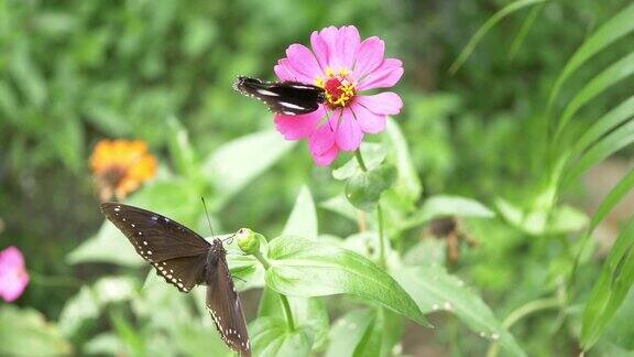 蝴蝶在美丽的花朵上