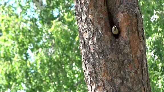 一对麻雀在树洞里筑巢拖着草