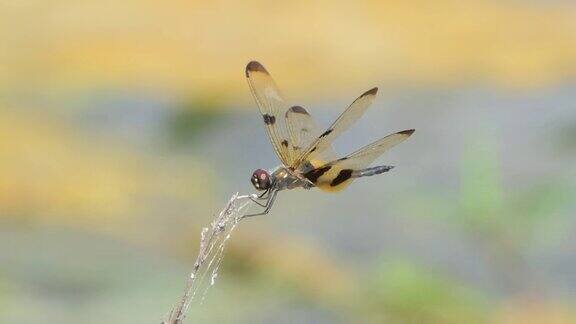 夏天栖息在树枝上的普通画翼蜻蜓