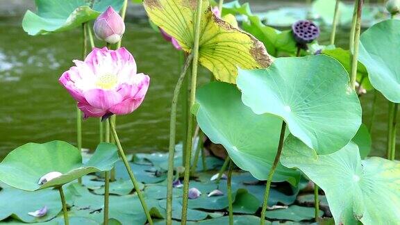 池塘里盛开着粉红色的荷花