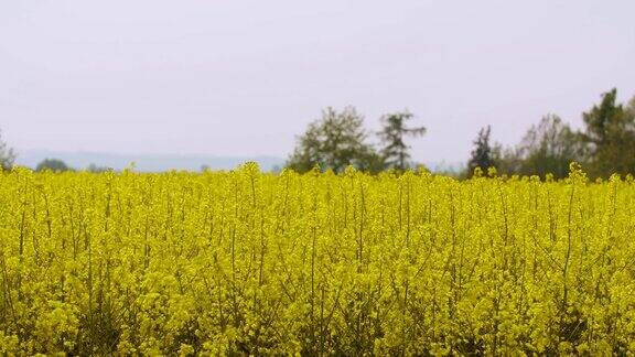 近距离观看黄色油菜田和油菜田