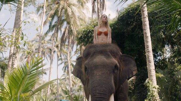 美丽的女人骑着大象在丛林中探索异国情调的热带森林与动物伴侣一起冒险
