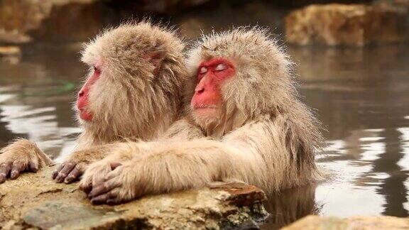 温泉中的雪猴(日本猕猴)