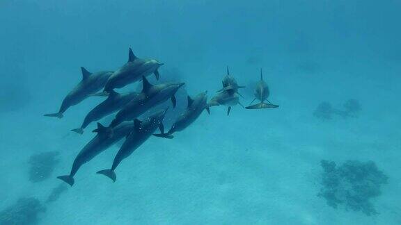 一群小海豚在蓝色的水里游泳飞旋海豚(Stenellalongirostris)水下射击跟随射击护航