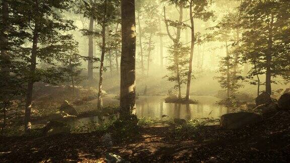 阳光在仙女雾森林里